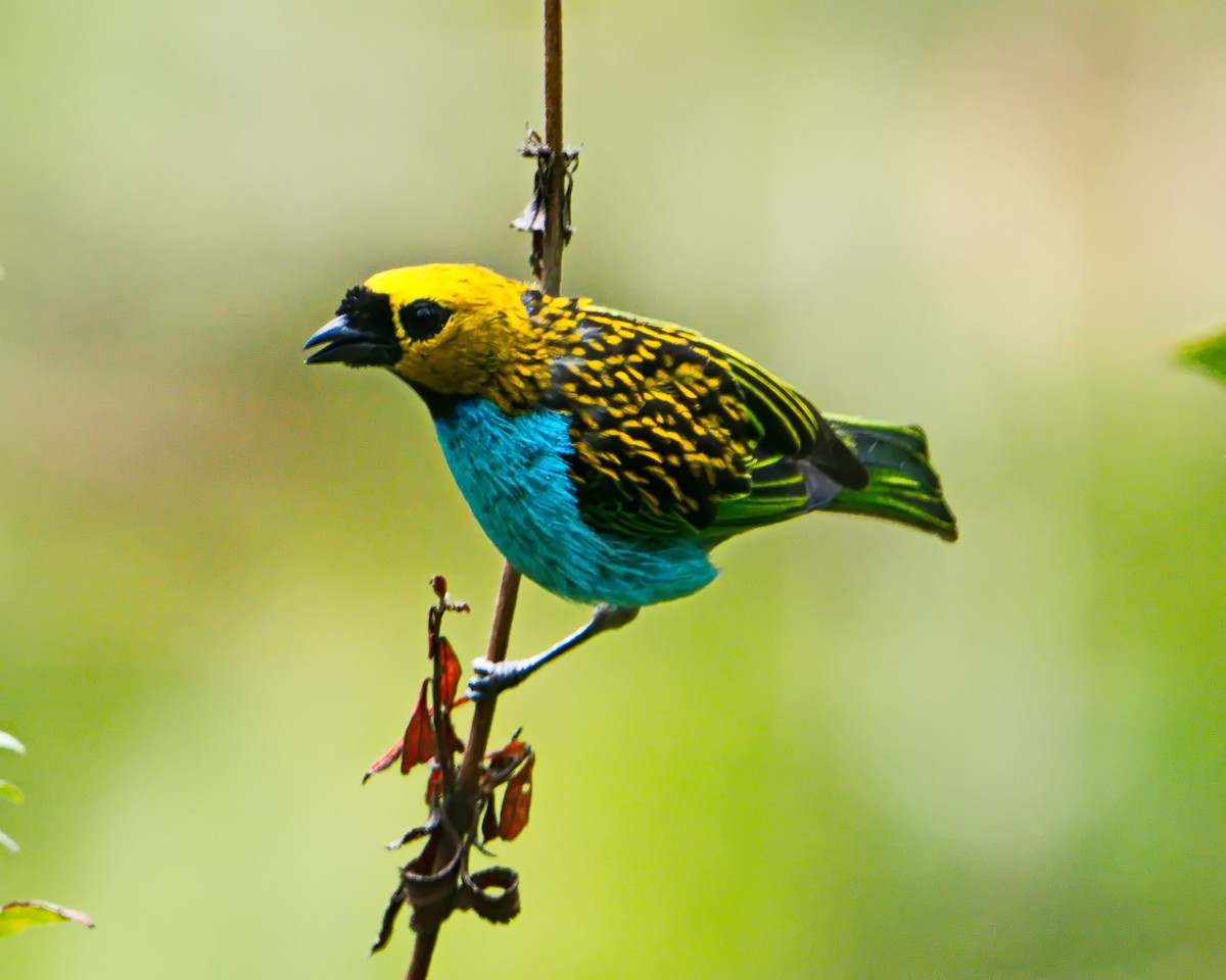 Gilt-edged Tanager - ML644643440
