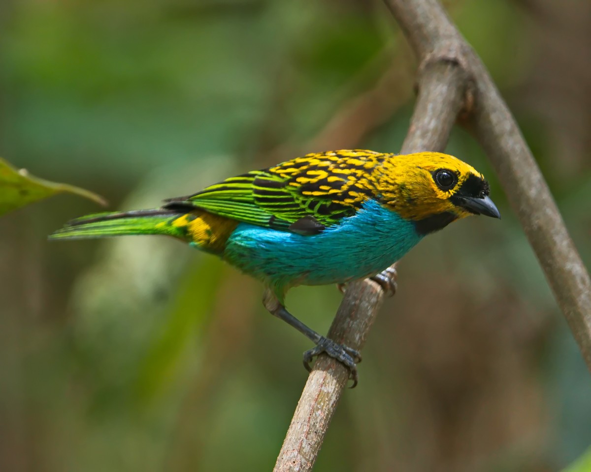 Gilt-edged Tanager - ML644643441