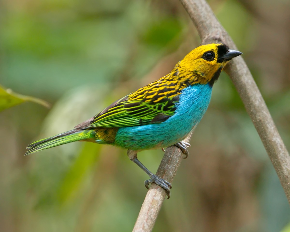Gilt-edged Tanager - ML644643442