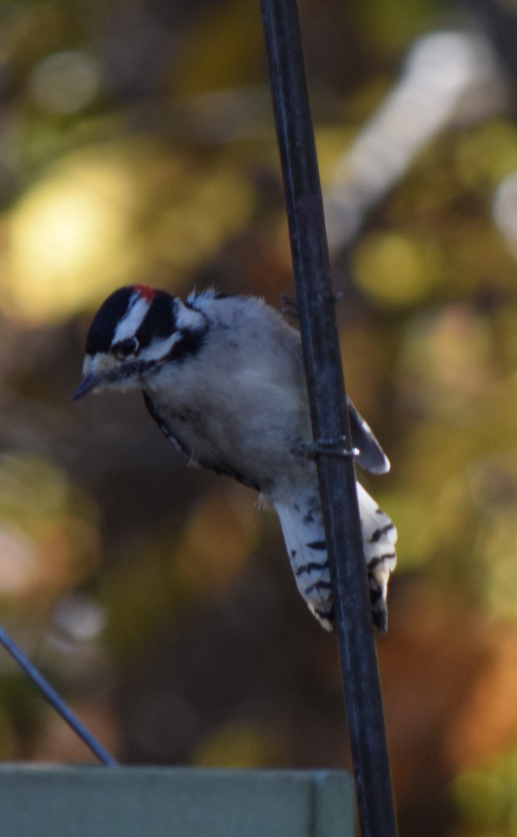 Downy Woodpecker - ML644643449