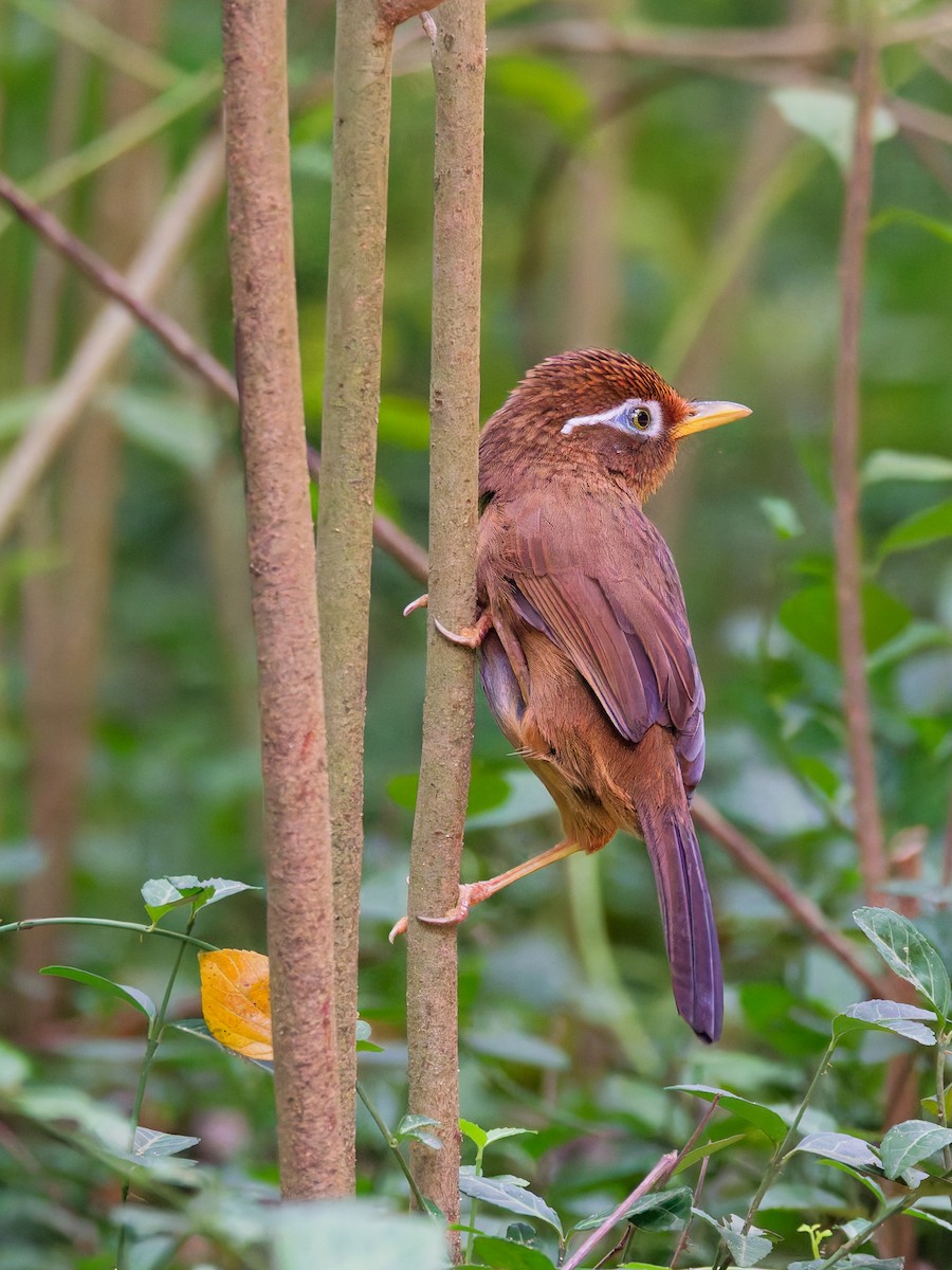 Chinese Hwamei - ML644643450