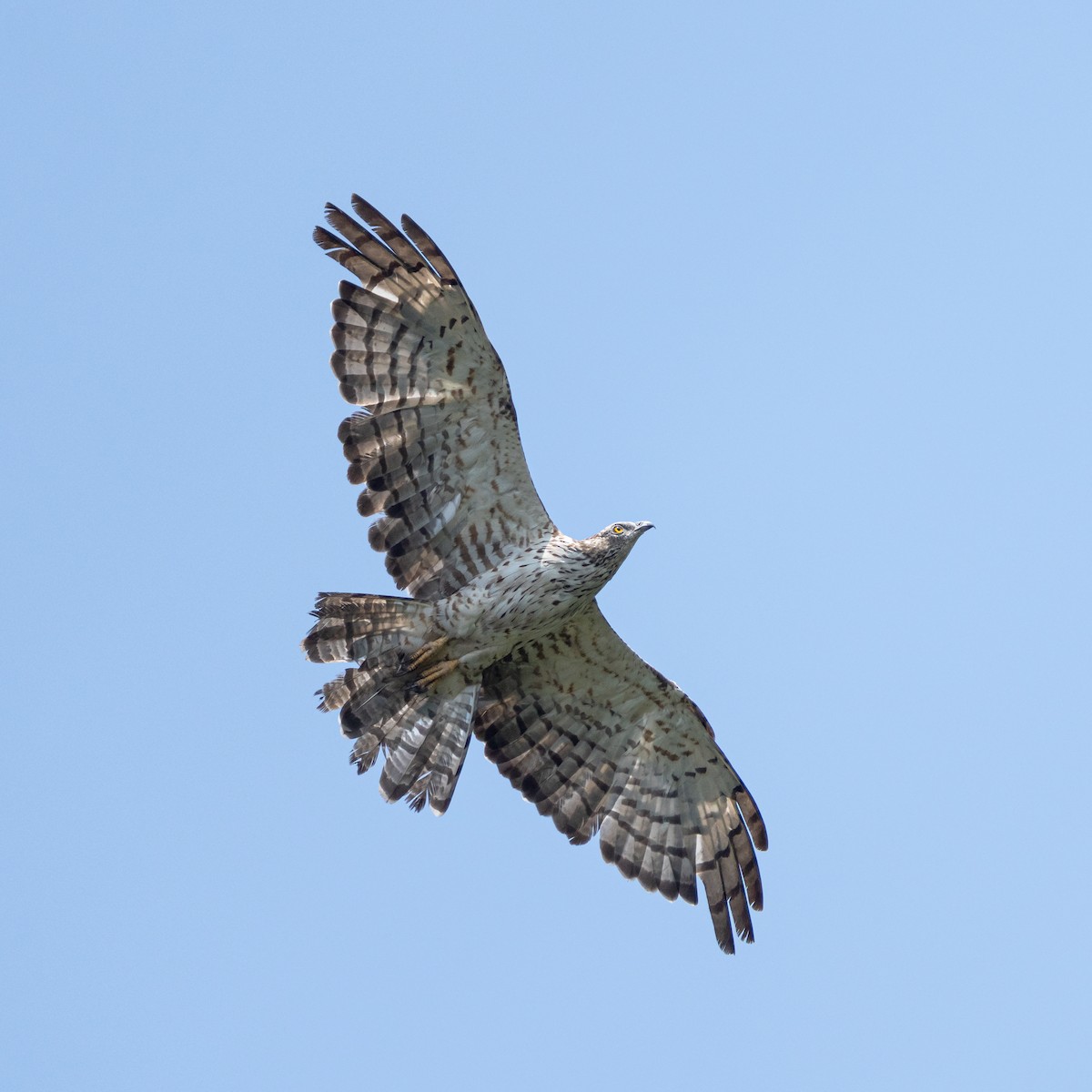Oriental Honey-buzzard - ML644643452
