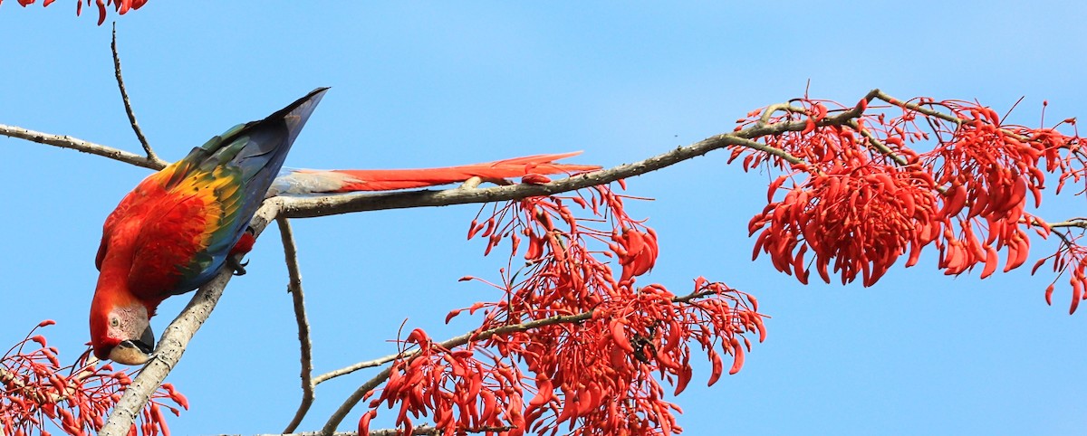 Scarlet Macaw - ML644643454