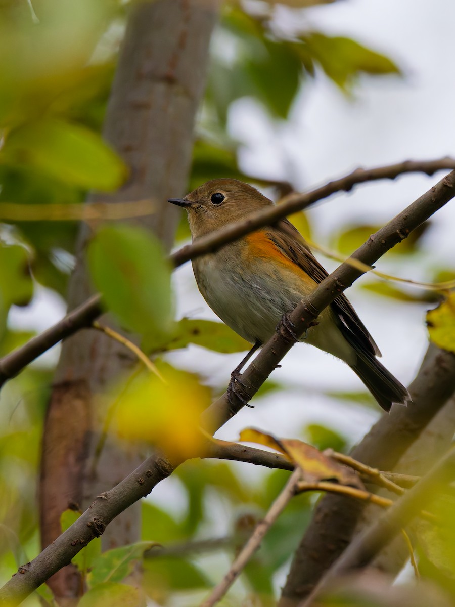 Red-flanked Bluetail - ML644643458