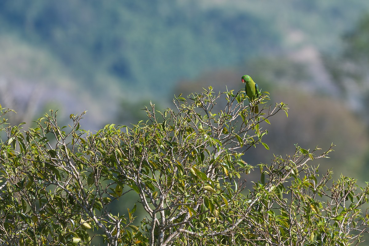 Azure-rumped Parrot - ML644643459