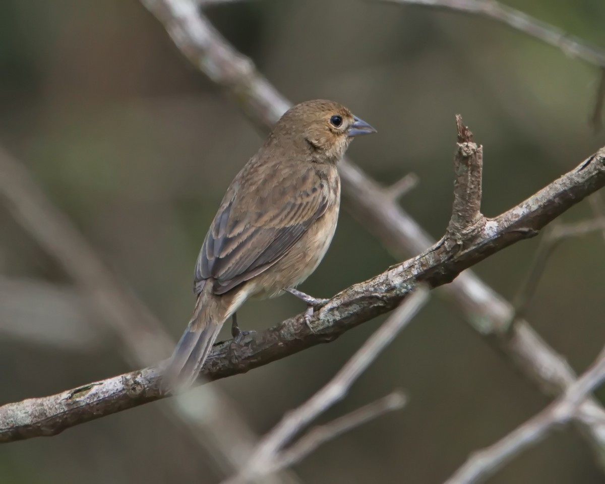 Blue-black Grassquit - ML644643466