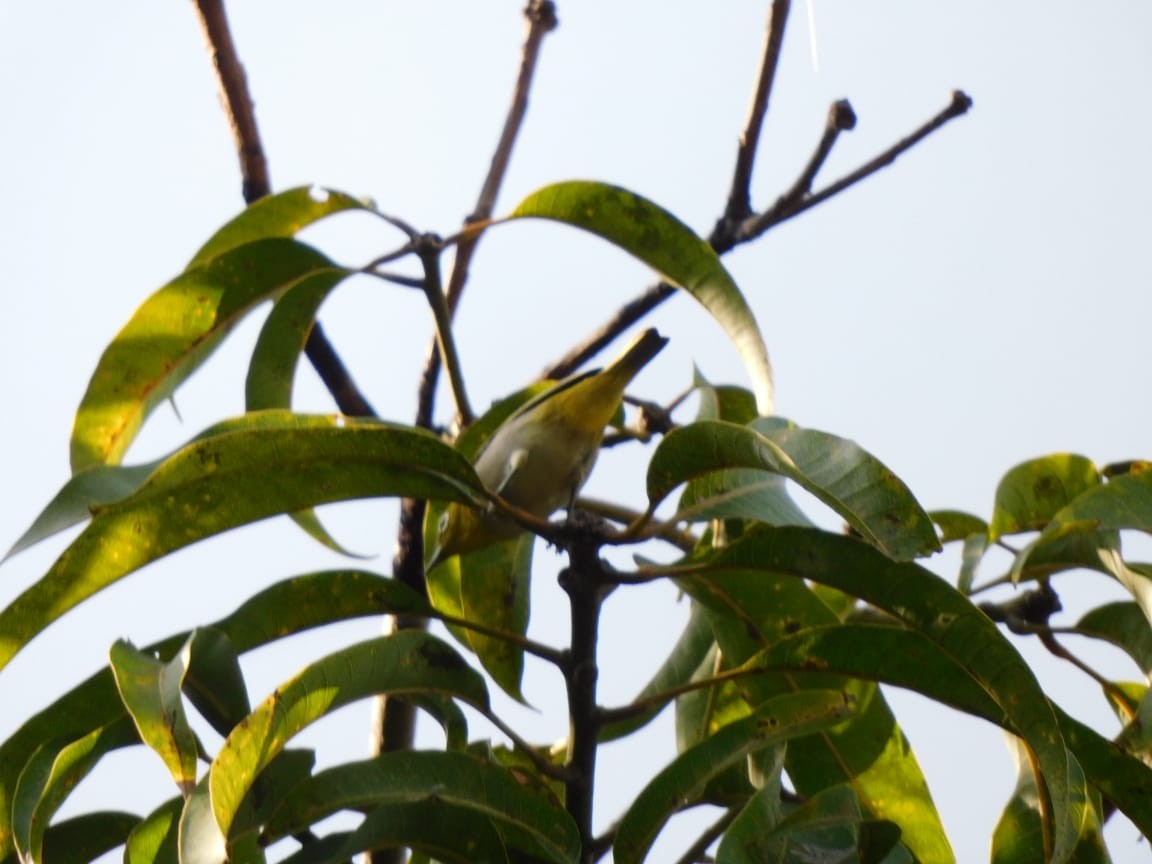 Indian White-eye - ML644643469