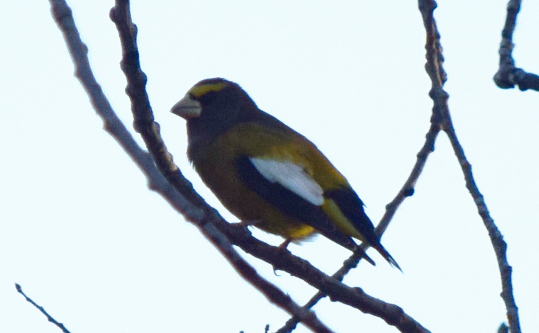 Evening Grosbeak - ML644643470