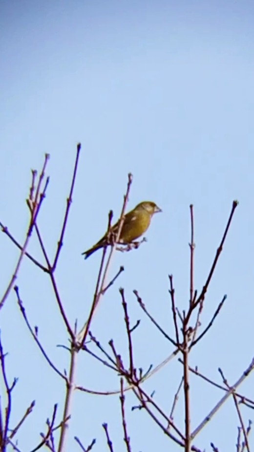 Verdier d'Europe - ML644643498