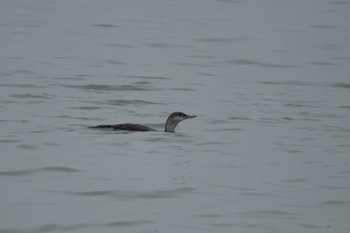 Plongeon catmarin - ML644643499