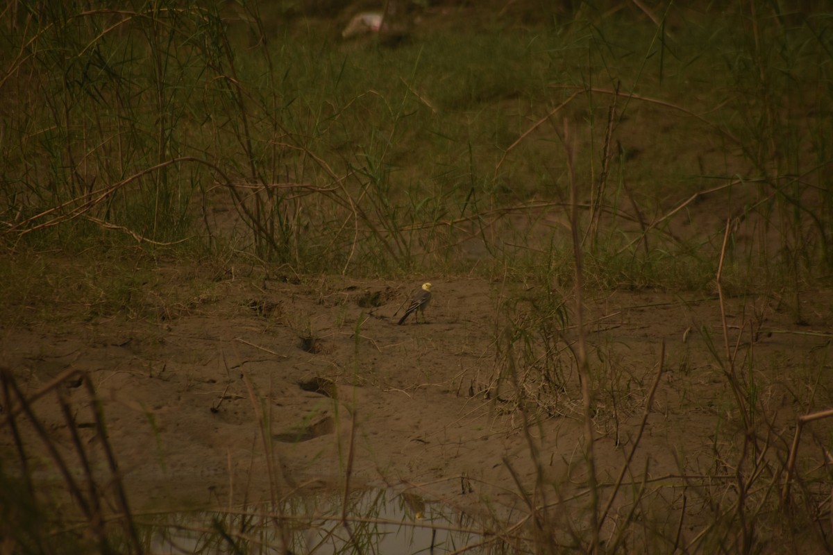 Citrine Wagtail - ML644643500