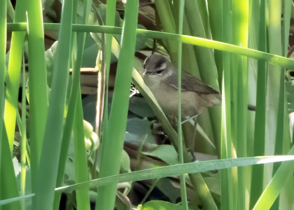 Black-browed Reed Warbler - ML644643513