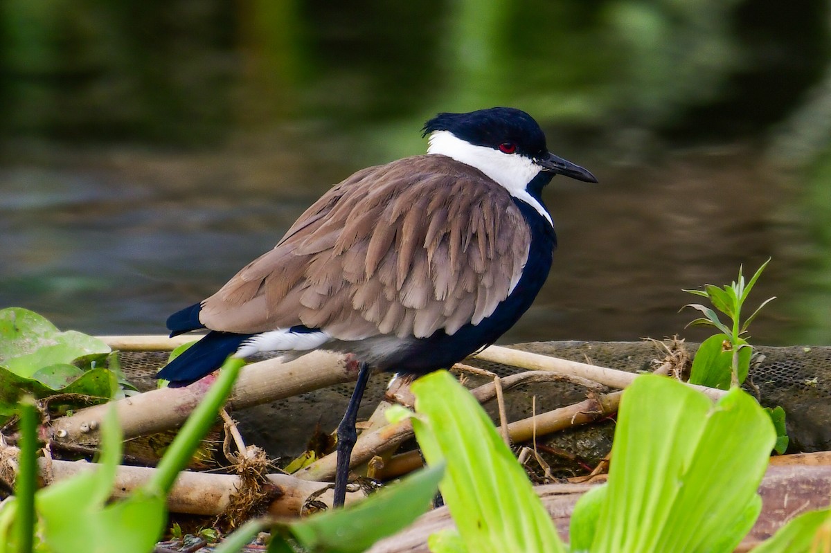 Spur-winged Lapwing - ML644643517