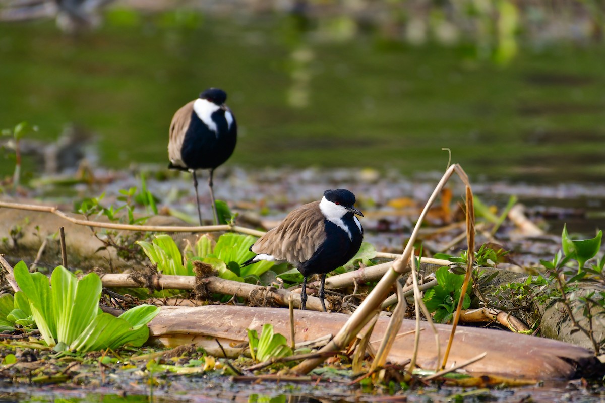 Spur-winged Lapwing - ML644643518