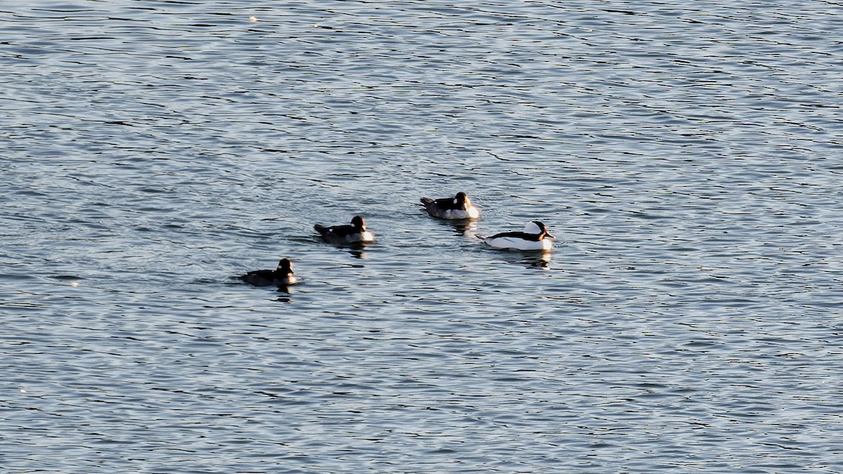 Petit Garrot - ML644643528