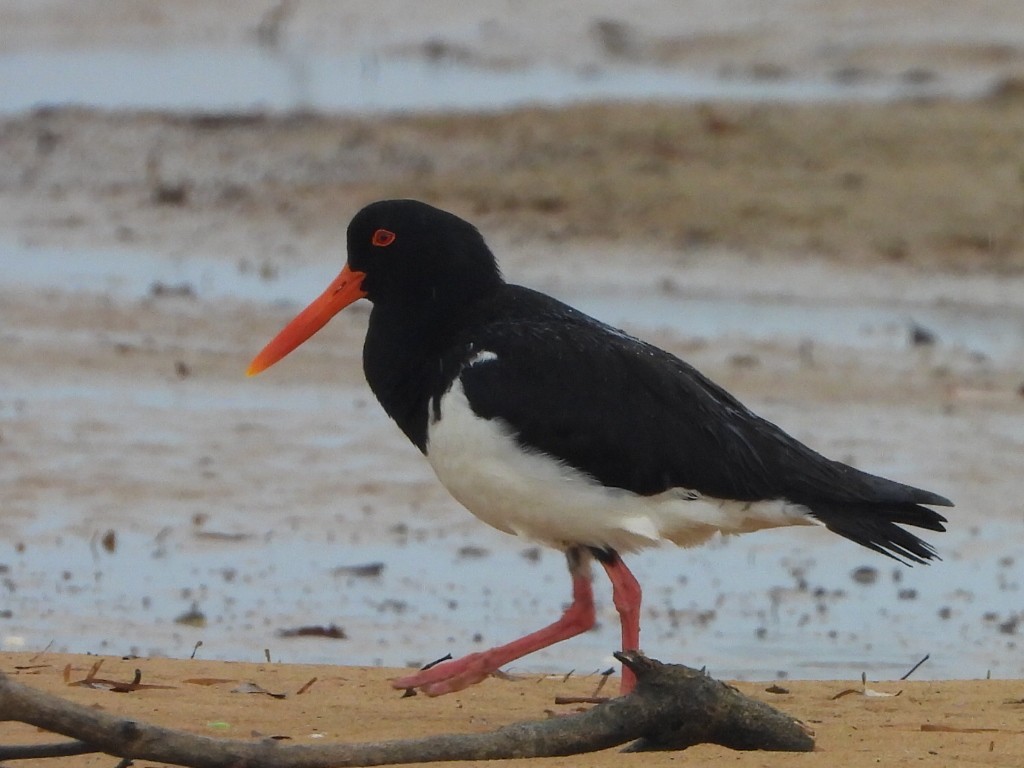 australiatjeld - ML644643530