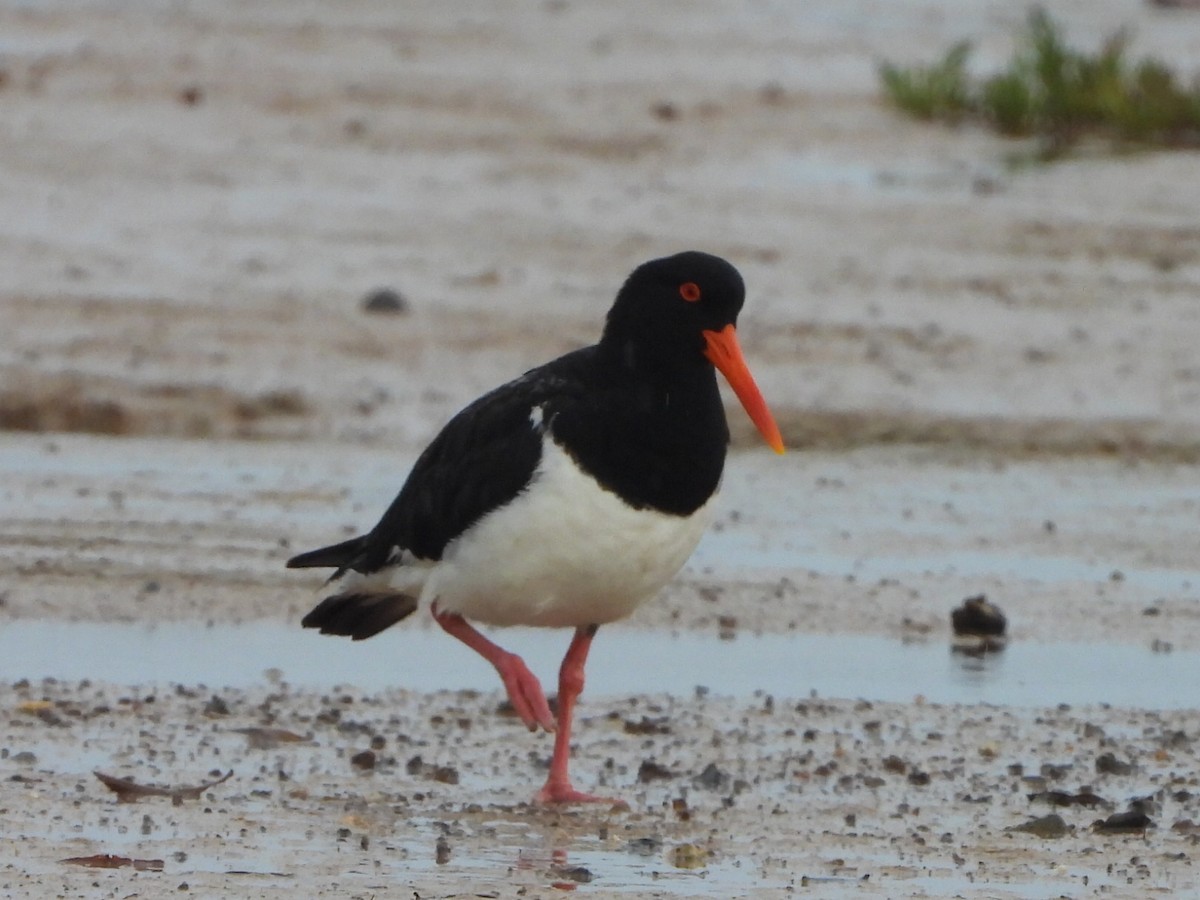 australiatjeld - ML644643531