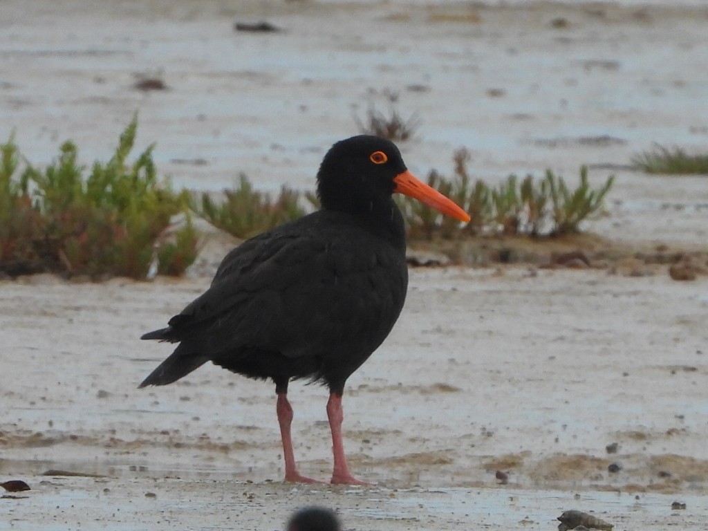 Австралийский кулик-сорока - ML644643536