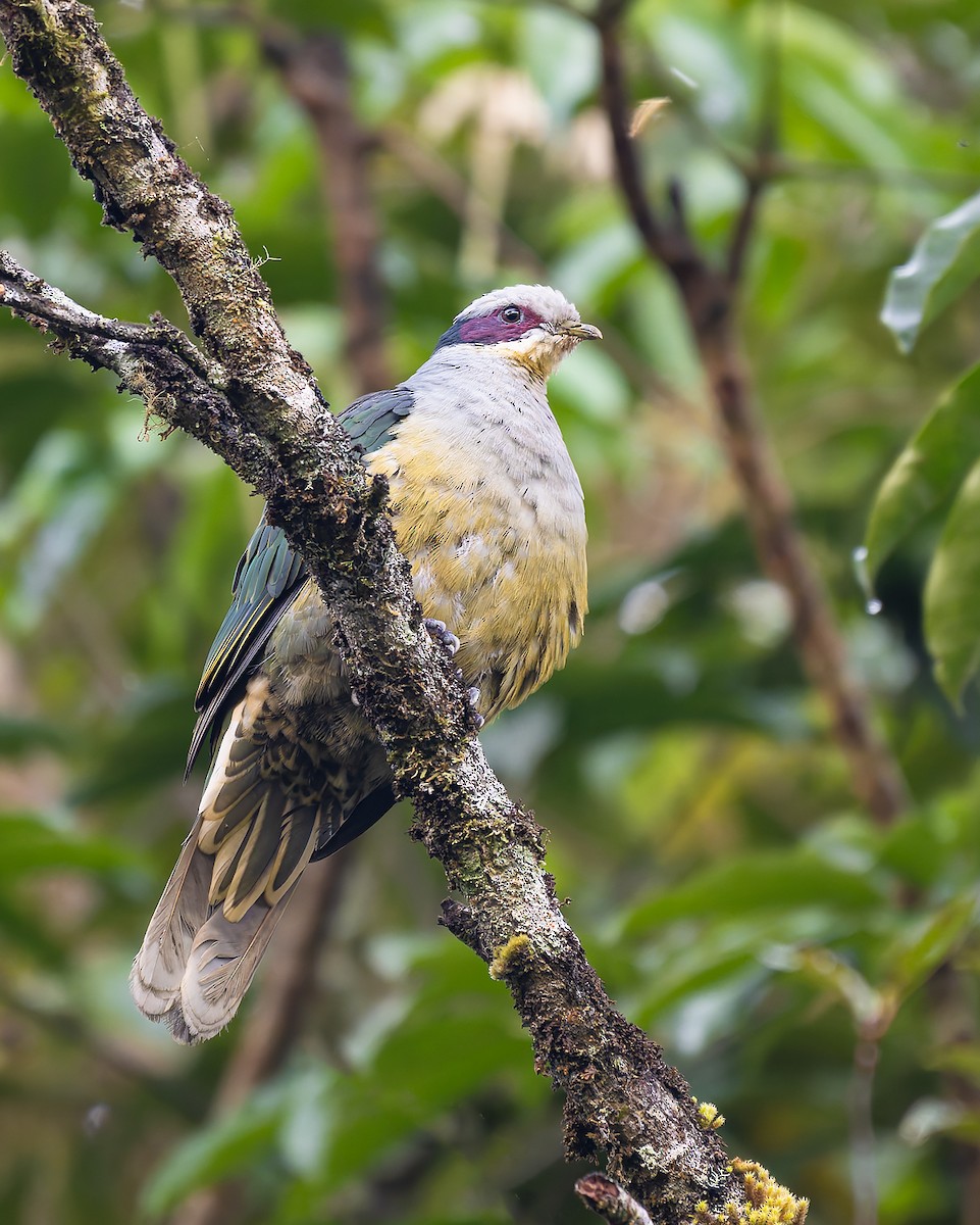 Red-eared Fruit-Dove (Red-eared) - ML644643540