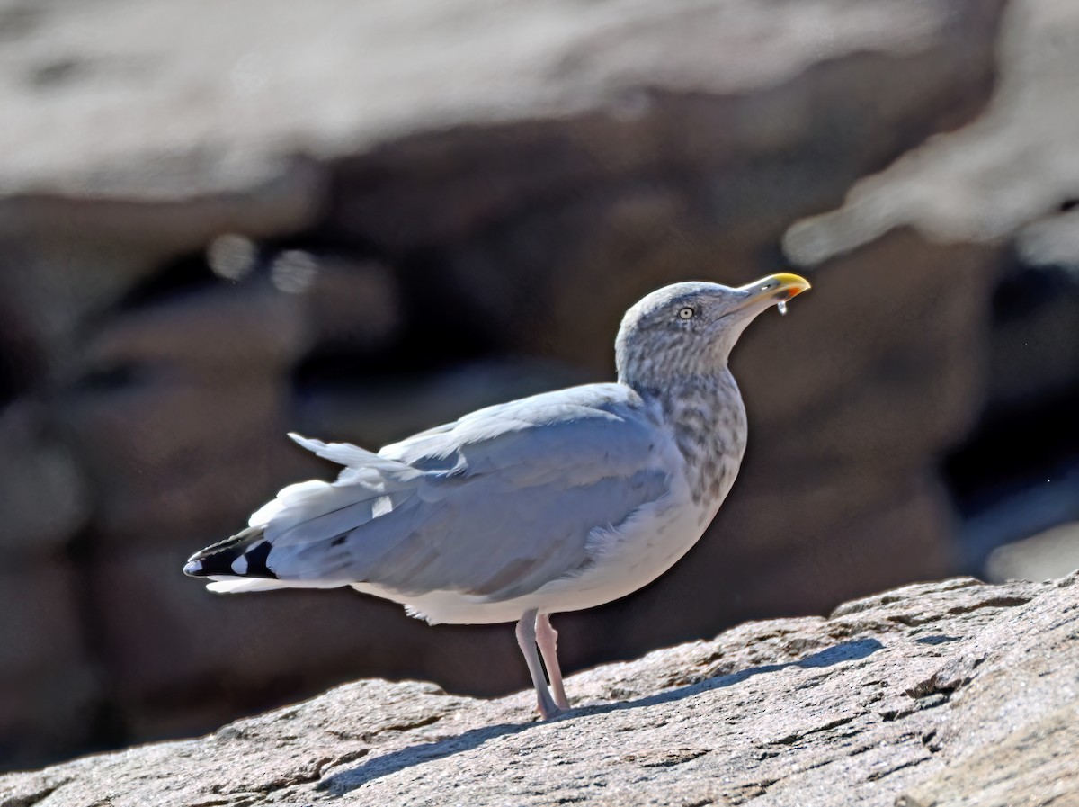 Kaio hauskara amerikarra - ML644643550