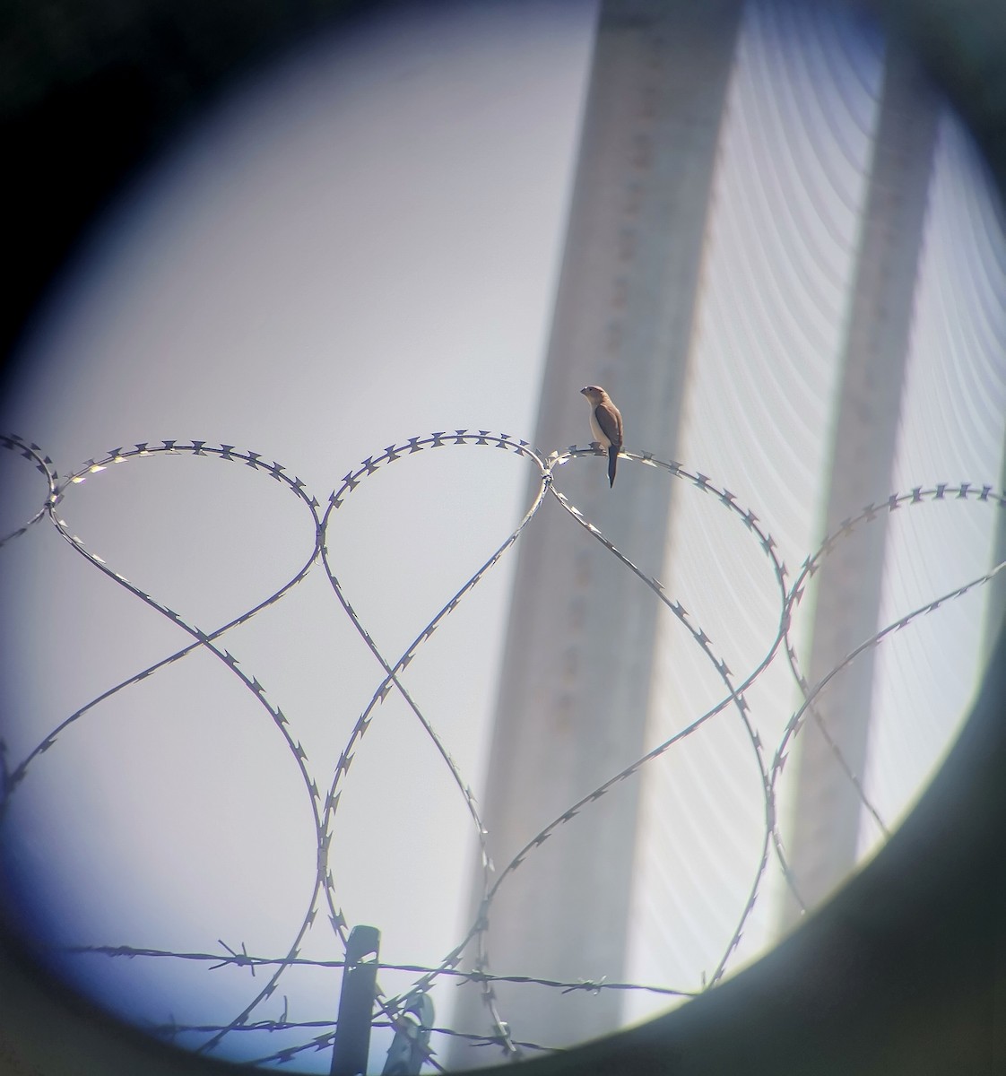 savannesølvnebb - ML644643553