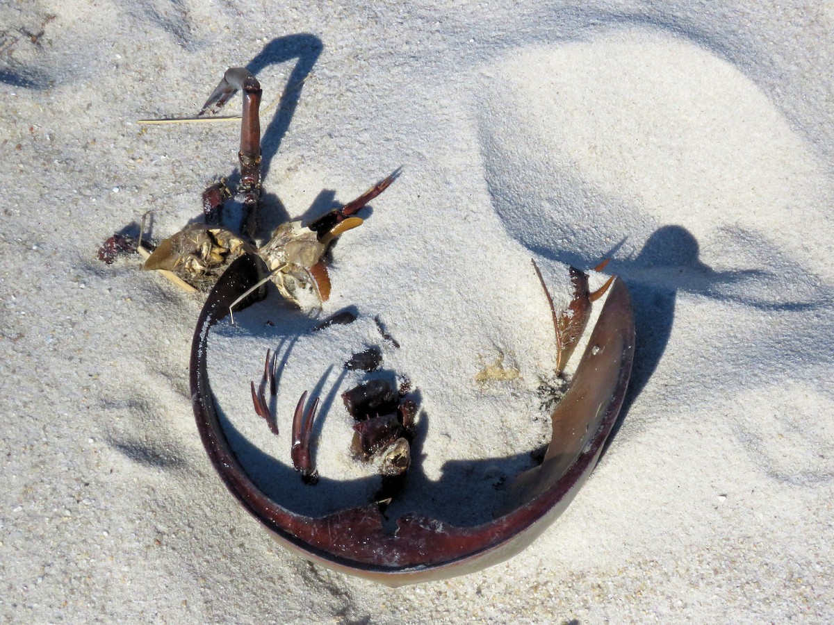 Atlantic Horseshoe Crabs - ML644643554