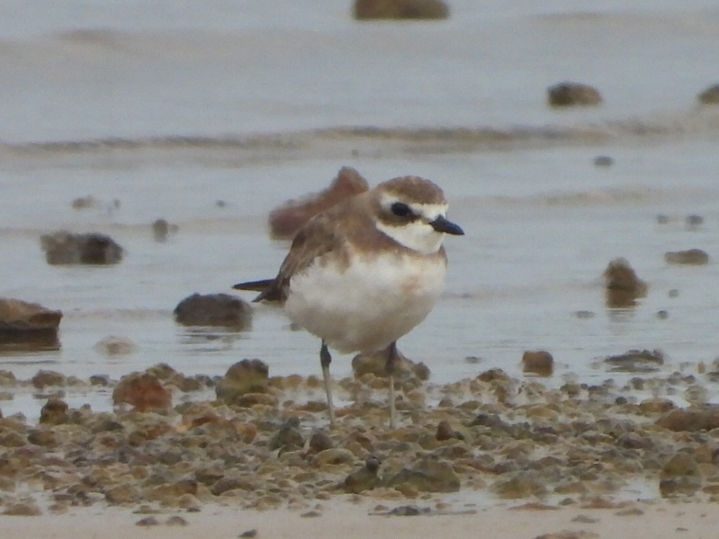 Siberian Sand-Plover - ML644643564