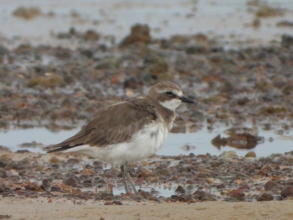 Siberian Sand-Plover - ML644643565