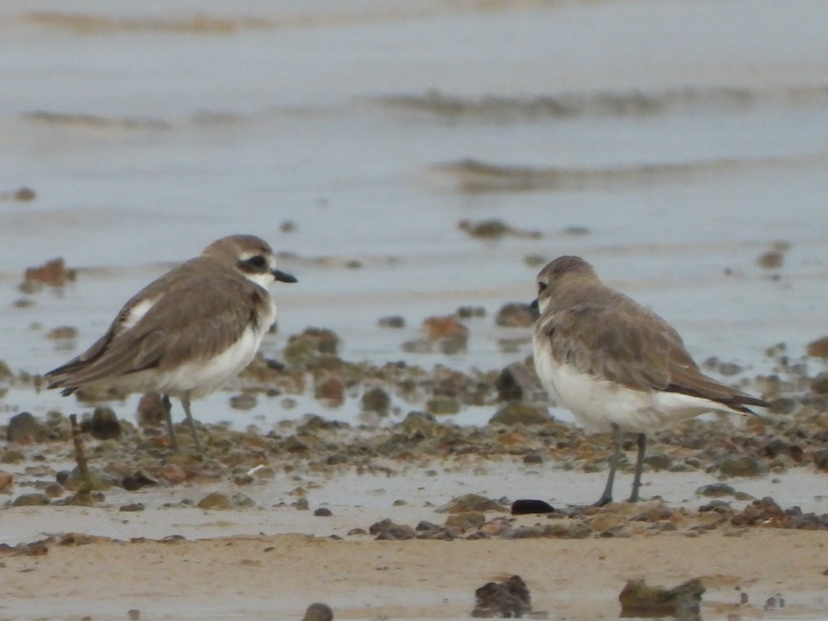 Siberian Sand-Plover - ML644643566