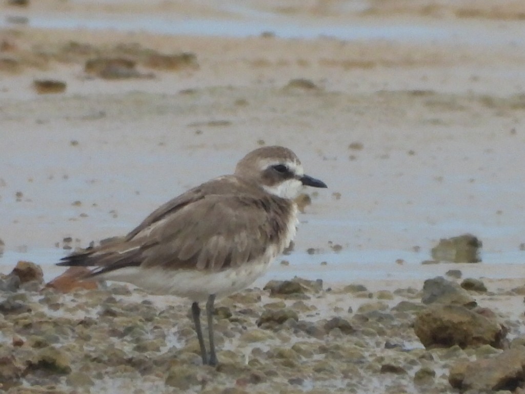 Siberian Sand-Plover - ML644643567