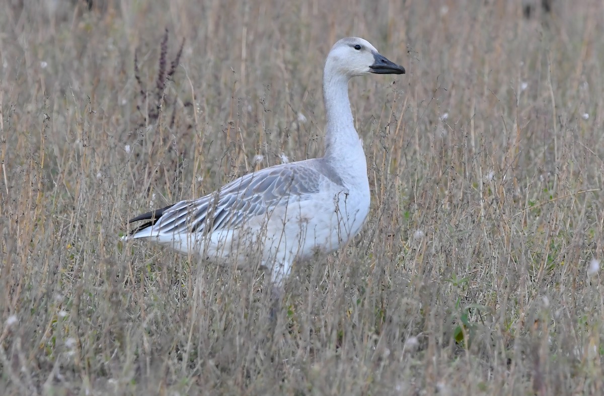 Snow Goose - ML644643572