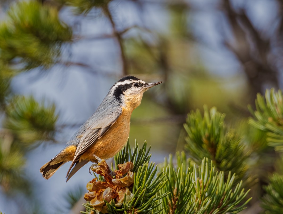Red-breasted Nuthatch - ML644643581