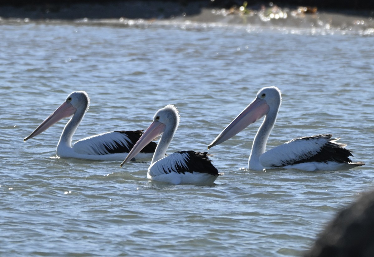Australian Pelican - ML644643609
