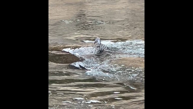 American Dipper - ML644643615