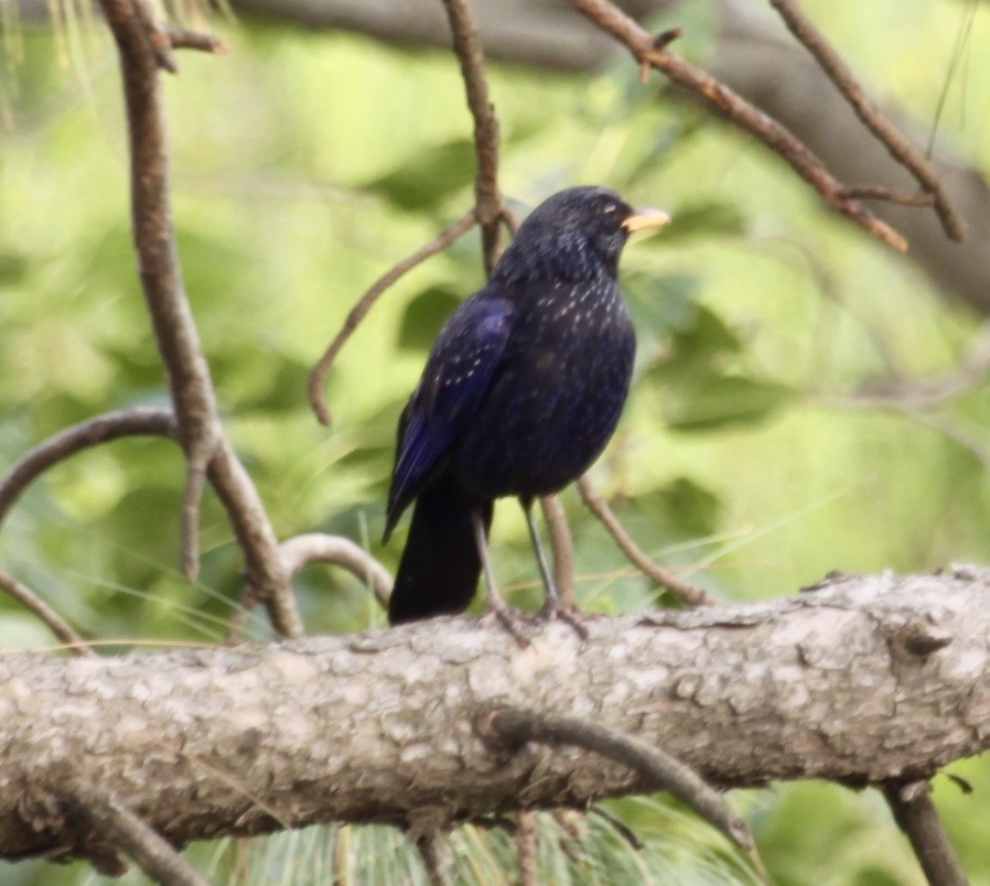 Blue Whistling-Thrush - ML644643616