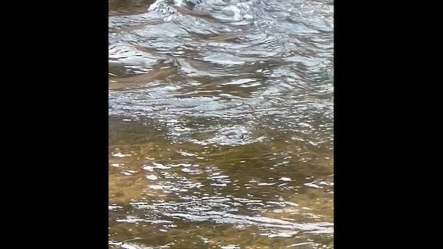 American Dipper - ML644643617