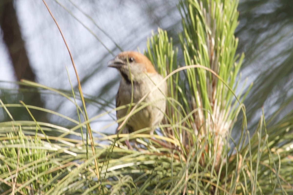 ニュウナイスズメ - ML644643627