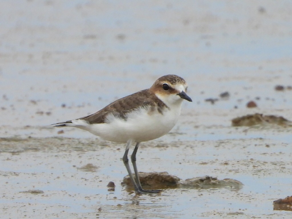 Chorlitejo Capirrojo - ML644643629