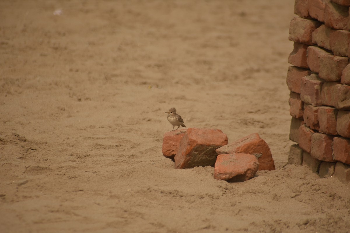 Sand Lark - ML644643649