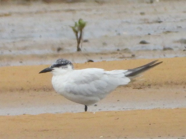 Australian Tern - ML644643677