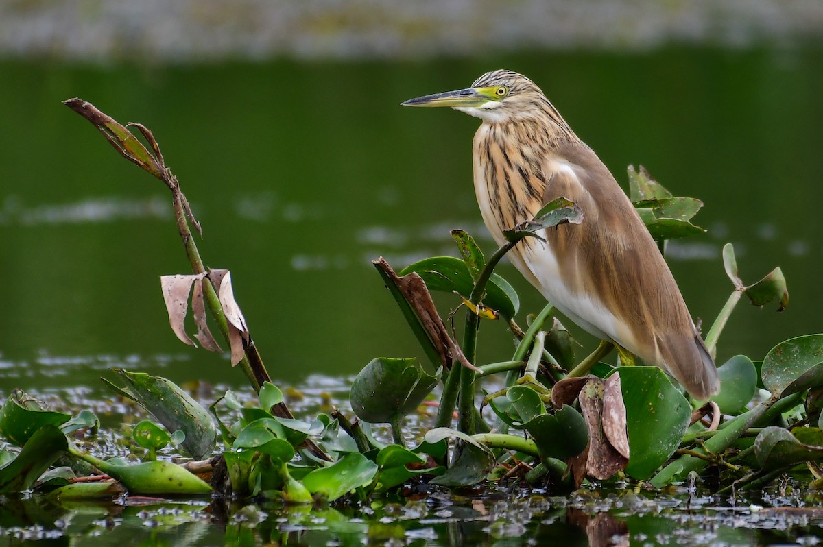 Squacco Heron - ML644643692