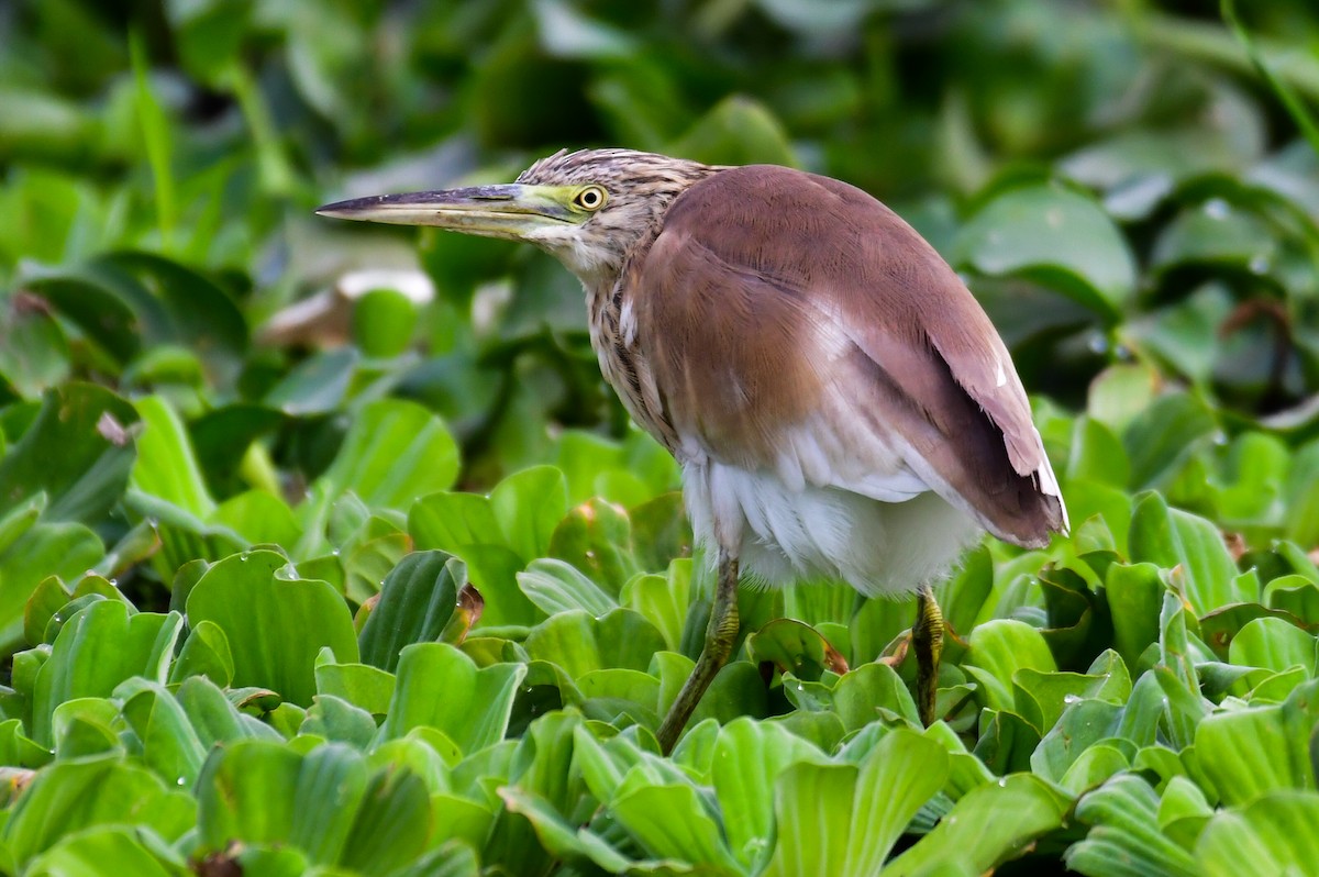 Squacco Heron - ML644643693
