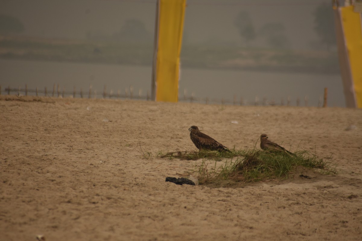 Black Kite - ML644643695