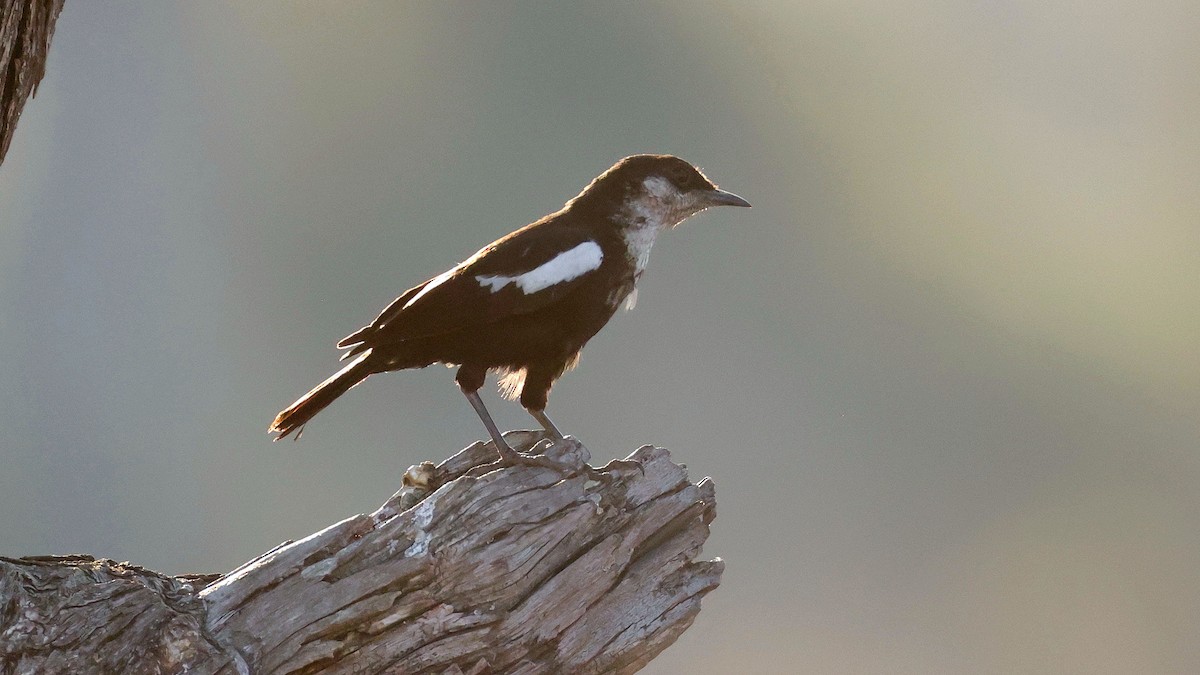 Zorzal Hormiguero de Arnot - ML644643709