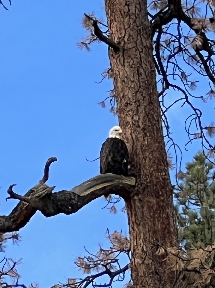 Bald Eagle - ML644643710