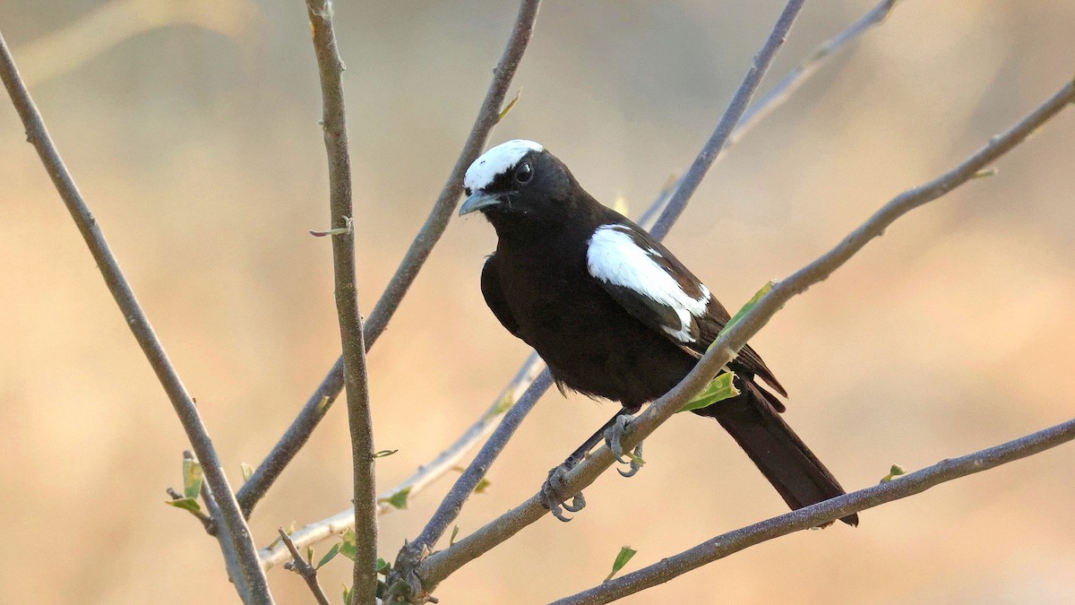 Zorzal Hormiguero de Arnot - ML644643711