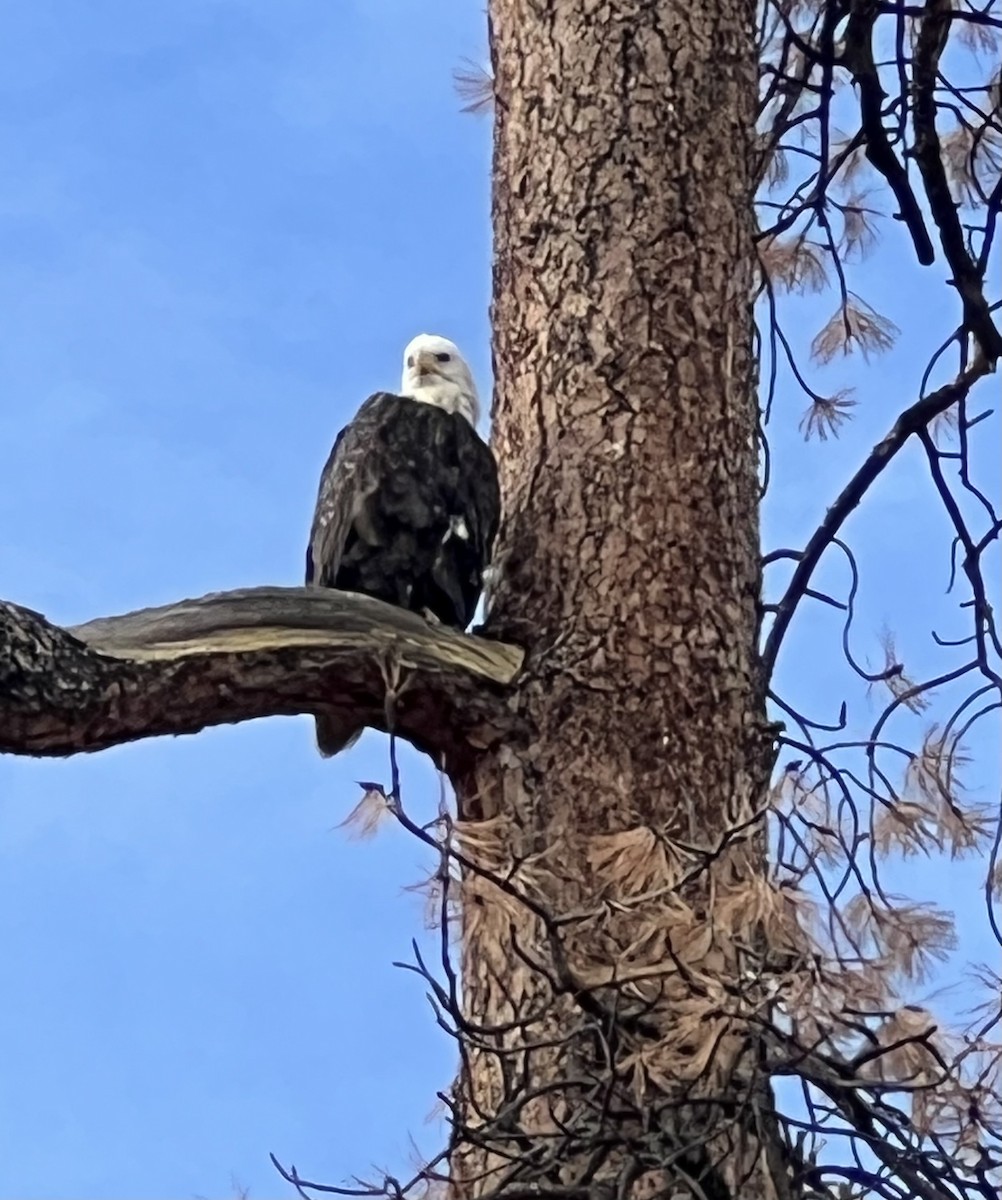 Bald Eagle - ML644643713