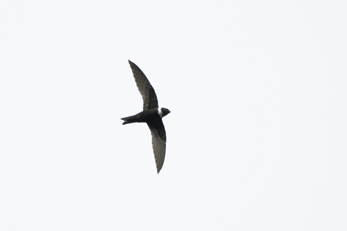 White-collared Swift - ML644643718