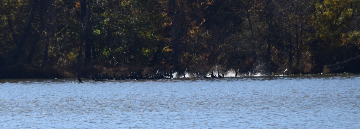 totoppskarv - ML644643720