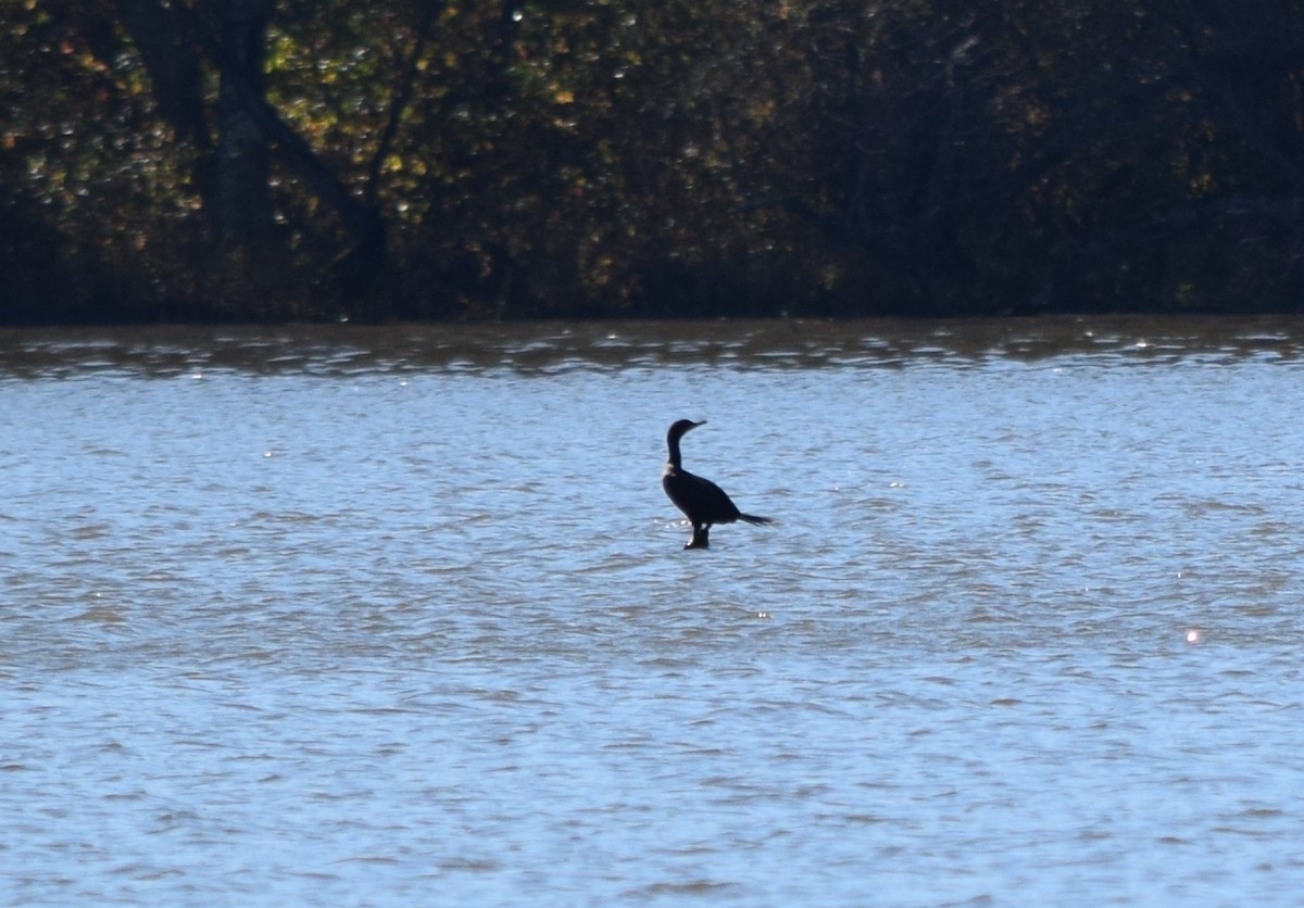 totoppskarv - ML644643728